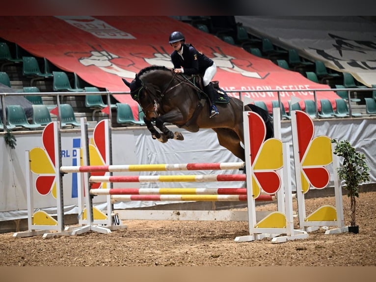 KWPN Wallach 13 Jahre 164 cm  in Kissing