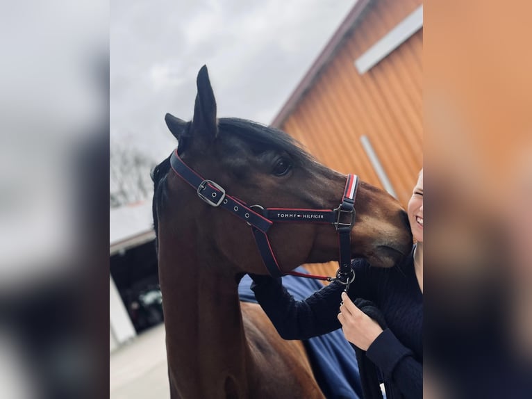 KWPN Wallach 13 Jahre 164 cm  in Kissing