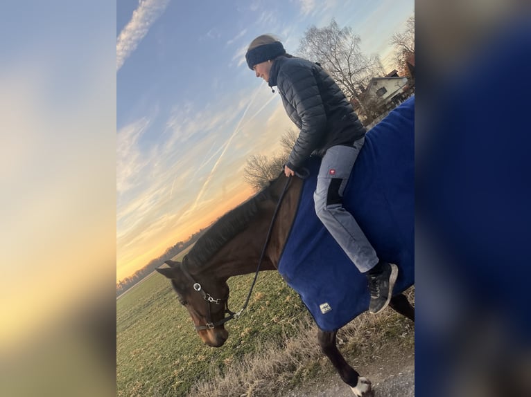 KWPN Wallach 13 Jahre 164 cm  in Kissing