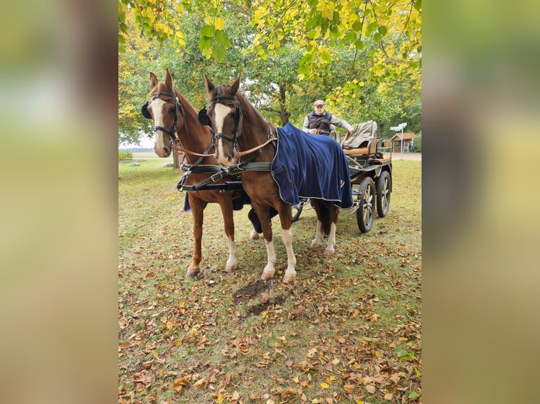 KWPN Wallach 13 Jahre 165 cm Fuchs in K&#xFC;rten