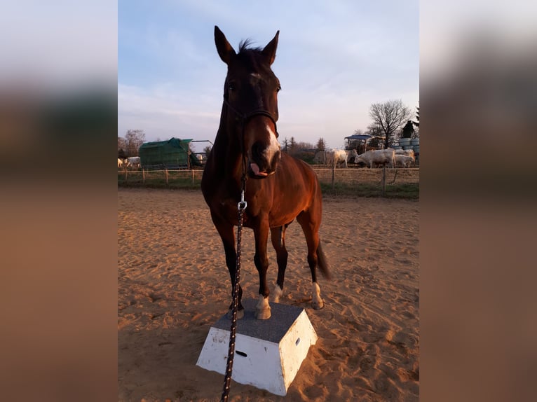 KWPN Wallach 13 Jahre 166 cm Dunkelbrauner in Boppard