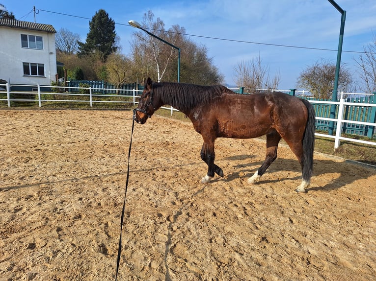 KWPN Wallach 13 Jahre 166 cm Dunkelbrauner in Boppard