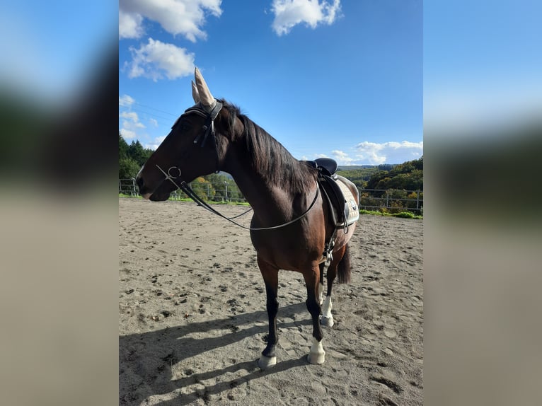 KWPN Wallach 13 Jahre 166 cm Dunkelbrauner in Boppard