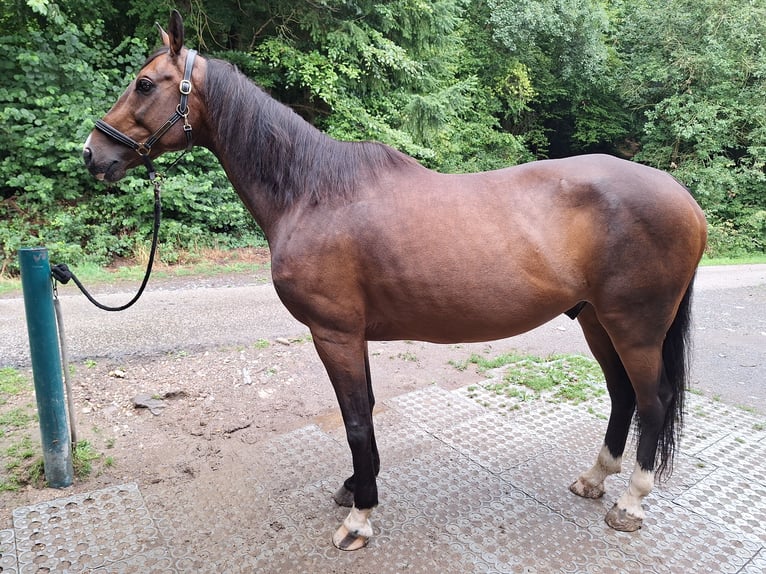 KWPN Wallach 13 Jahre 166 cm Dunkelbrauner in Boppard
