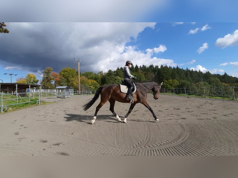 KWPN Wallach 13 Jahre 166 cm Dunkelbrauner in Boppard