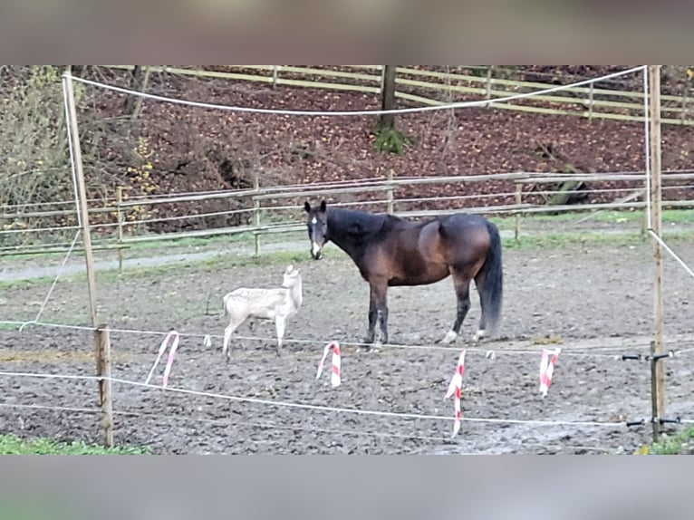 KWPN Wallach 13 Jahre 166 cm Dunkelbrauner in Boppard
