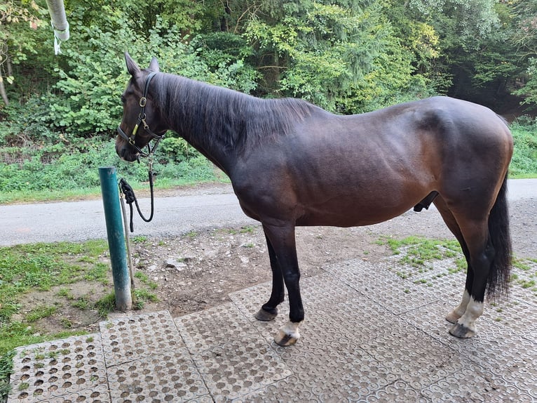 KWPN Wallach 13 Jahre 166 cm Dunkelbrauner in Boppard
