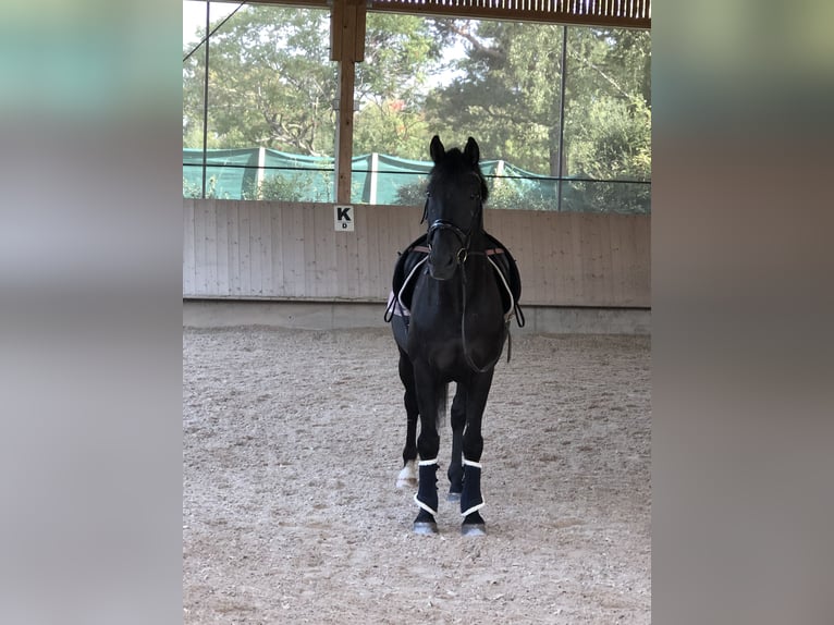 KWPN Wallach 13 Jahre 166 cm Rappe in Gechingen