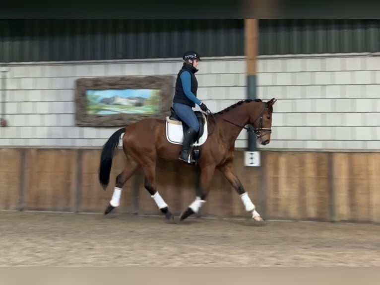 KWPN Wallach 13 Jahre 167 cm Brauner in Oud Gastel