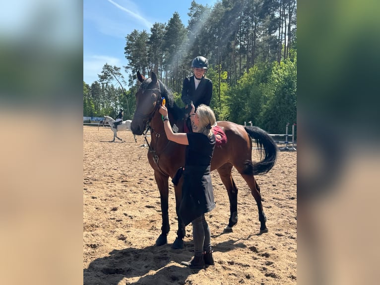 KWPN Wallach 13 Jahre 167 cm Brauner in Ribbesbüttelüttel