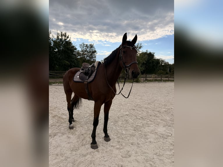 KWPN Wallach 13 Jahre 167 cm Brauner in Ribbesbüttelüttel