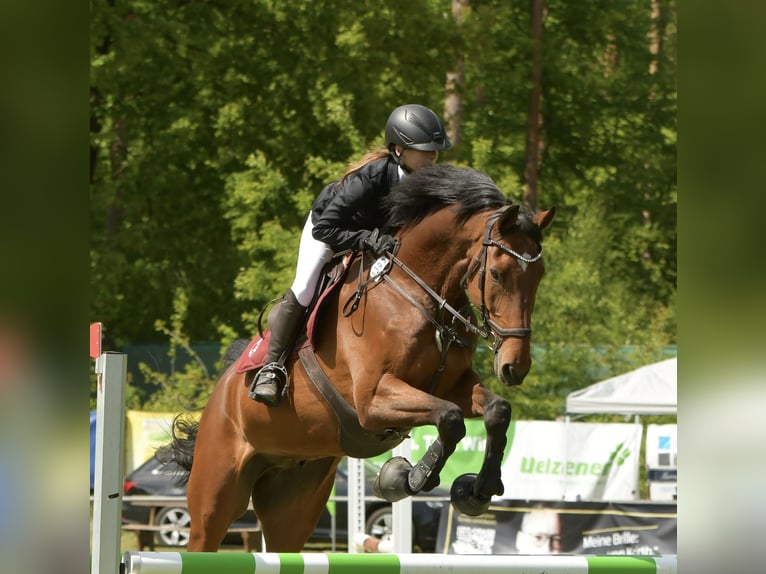 KWPN Wallach 13 Jahre 167 cm Brauner in Ribbesbüttelüttel