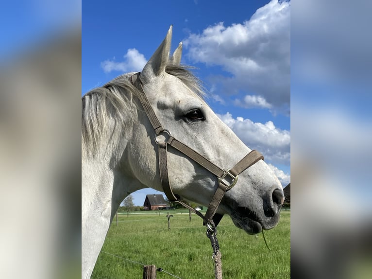 KWPN Wallach 13 Jahre 168 cm Apfelschimmel in Willich
