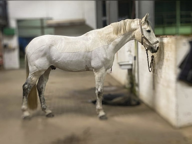 KWPN Wallach 13 Jahre 168 cm Apfelschimmel in Willich