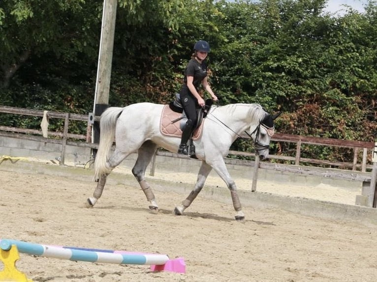 KWPN Wallach 13 Jahre 168 cm Apfelschimmel in Willich