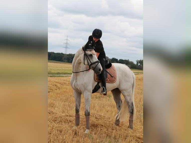 KWPN Wallach 13 Jahre 168 cm Apfelschimmel in Willich