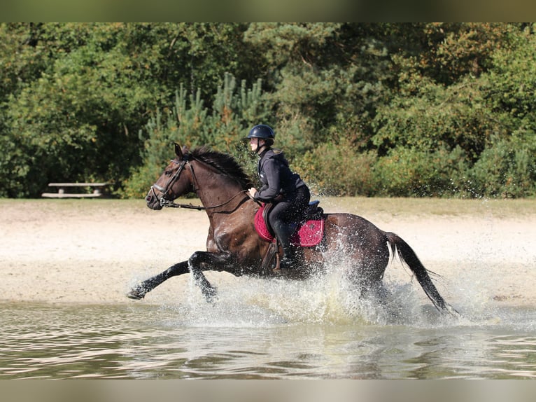 KWPN Wallach 13 Jahre 168 cm Dunkelbrauner in Perl