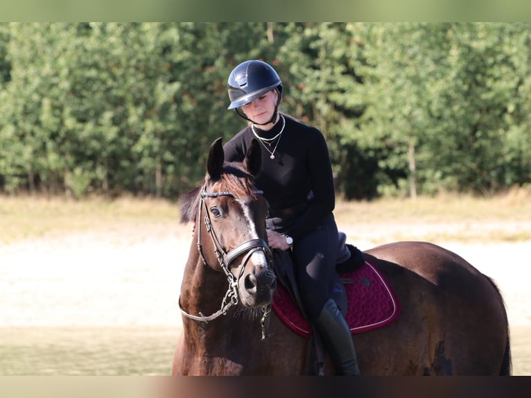 KWPN Wallach 13 Jahre 168 cm Dunkelbrauner in Perl