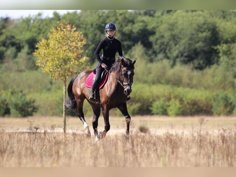 KWPN Wallach 13 Jahre 168 cm Dunkelbrauner in Perl