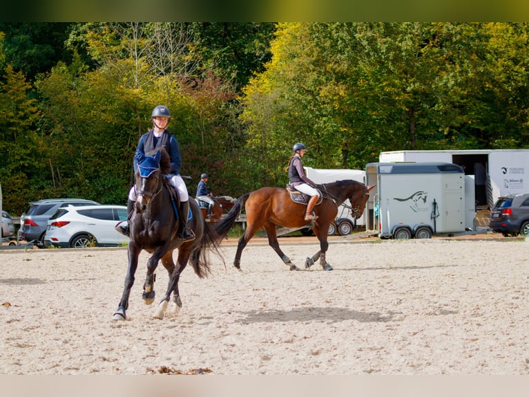 KWPN Wallach 13 Jahre 168 cm Dunkelbrauner in Perl