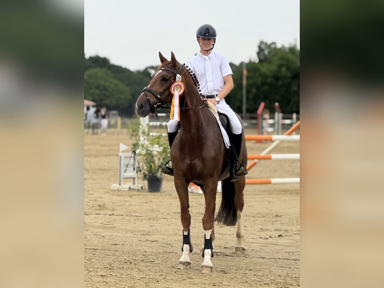 KWPN Wallach 13 Jahre 168 cm Fuchs in Ganderkesee