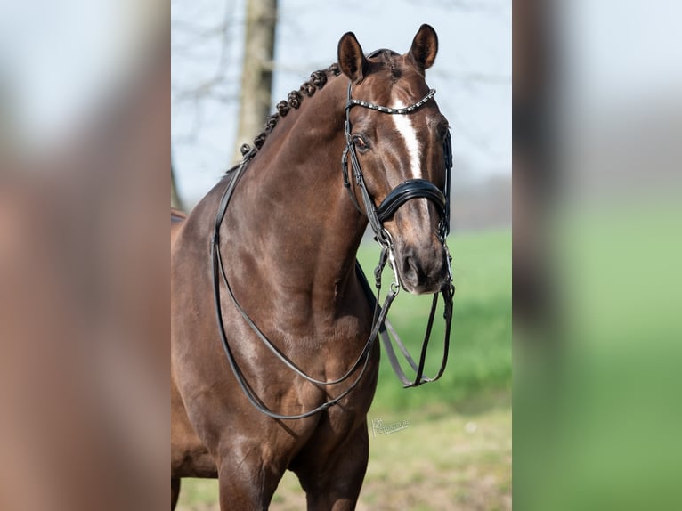 KWPN Wallach 13 Jahre 170 cm Brauner in Peer