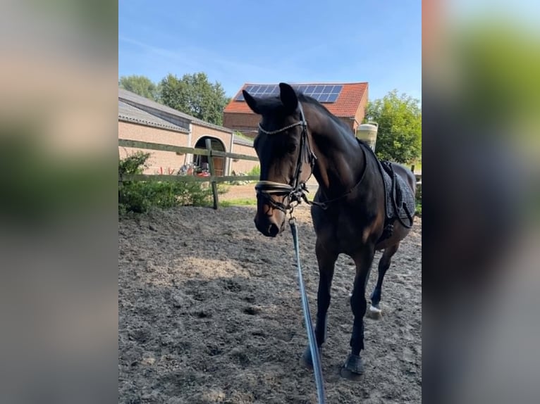 KWPN Wallach 13 Jahre 170 cm Dunkelbrauner in Lebbeke