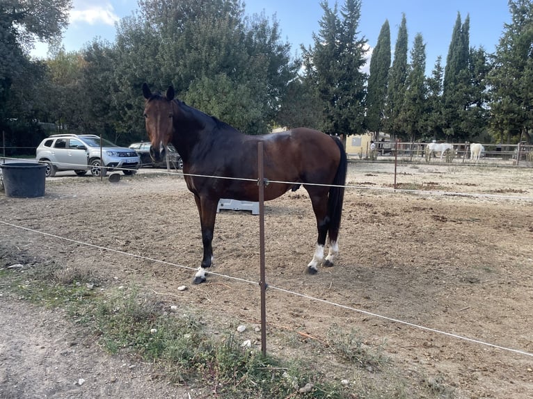 KWPN Wallach 13 Jahre 170 cm Dunkelbrauner in Saint Côme et Maruejols