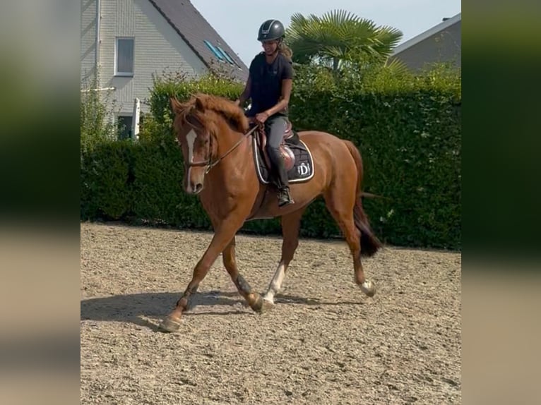 KWPN Wallach 13 Jahre 170 cm Fuchs in Londerzeel
