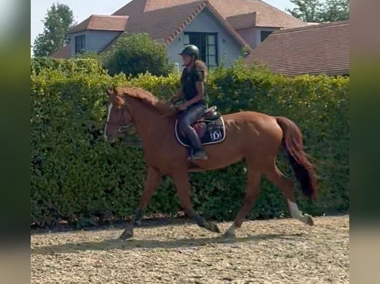 KWPN Wallach 13 Jahre 170 cm Fuchs in Londerzeel