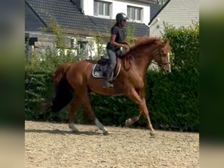 KWPN Wallach 13 Jahre 170 cm Fuchs in Londerzeel