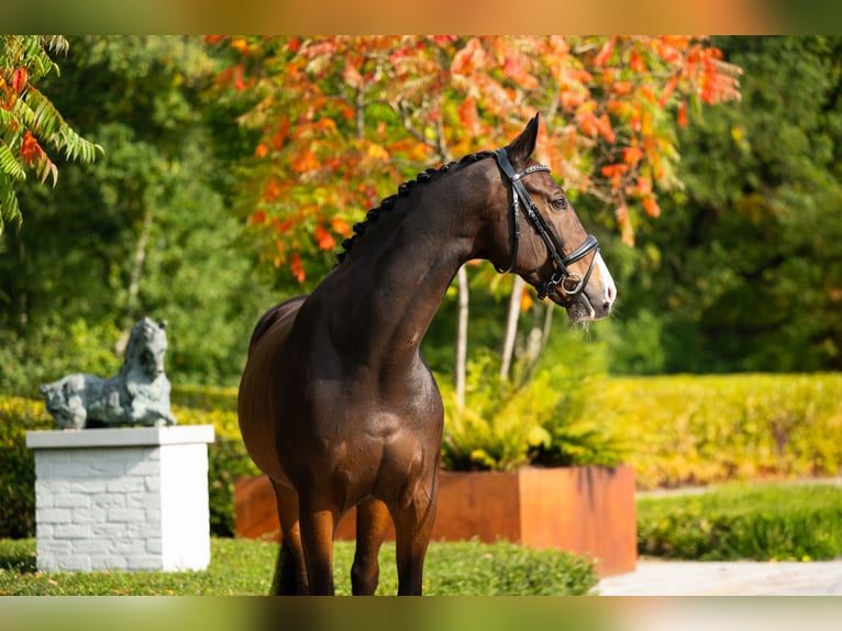 KWPN Wallach 13 Jahre 170 cm Rotbrauner in Mol