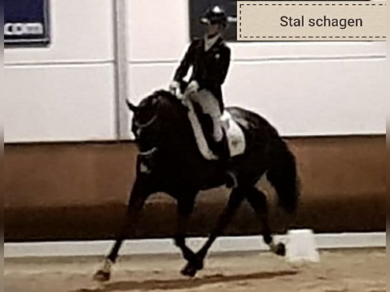 KWPN Wallach 13 Jahre 171 cm Rappe in De Heurne