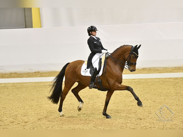 KWPN Wallach 13 Jahre 172 cm Brauner in Jengen