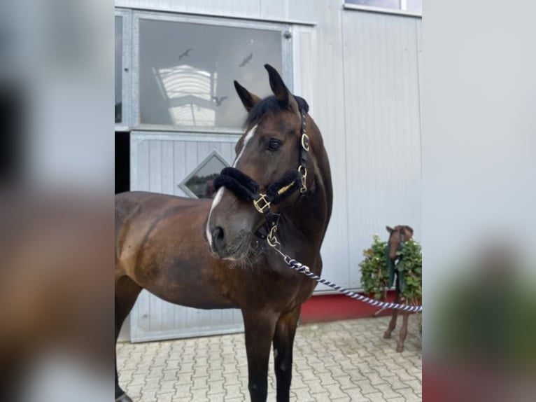 KWPN Wallach 13 Jahre 172 cm Dunkelbrauner in Neuenrade