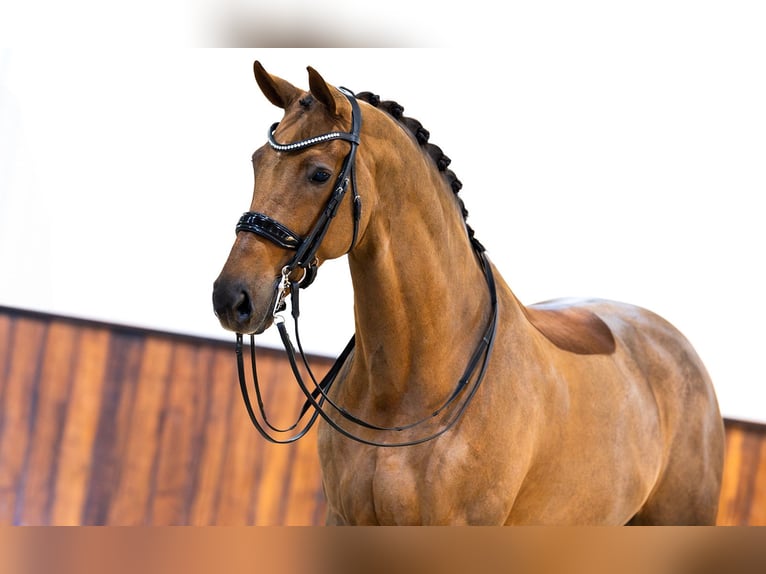 KWPN Wallach 13 Jahre 172 cm Fuchs in Kwadijk