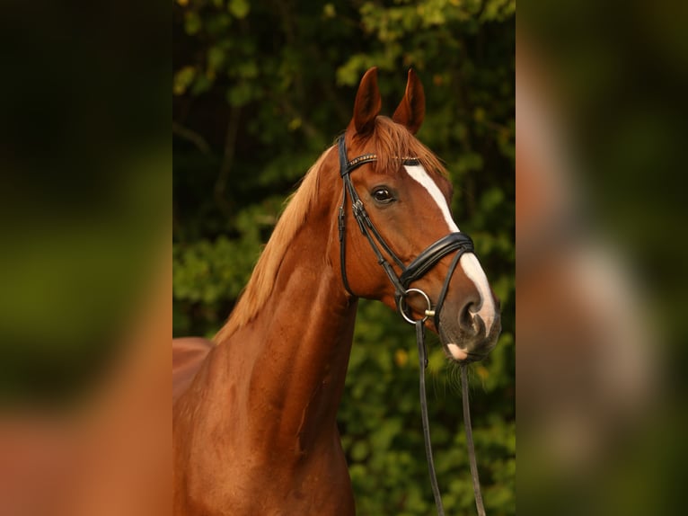 KWPN Wallach 13 Jahre 172 cm Fuchs in Stockach
