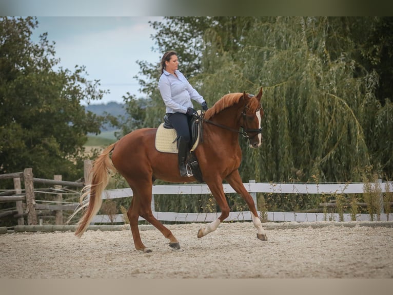KWPN Wallach 13 Jahre 172 cm Fuchs in Stockach