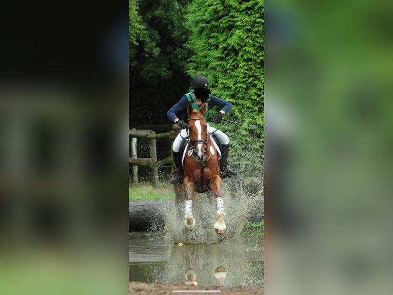 KWPN Wallach 13 Jahre 172 cm Fuchs in Stockach