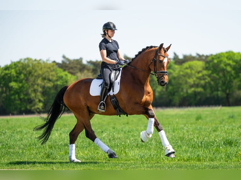KWPN Wallach 13 Jahre 172 cm Rotbrauner in Mol