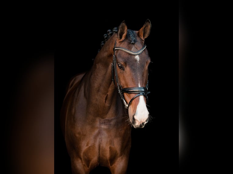 KWPN Wallach 13 Jahre 174 cm Brauner in Denekamp
