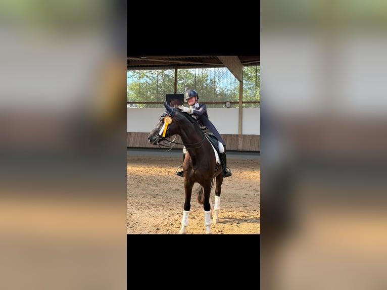 KWPN Wallach 13 Jahre 174 cm Rappe in Beselich