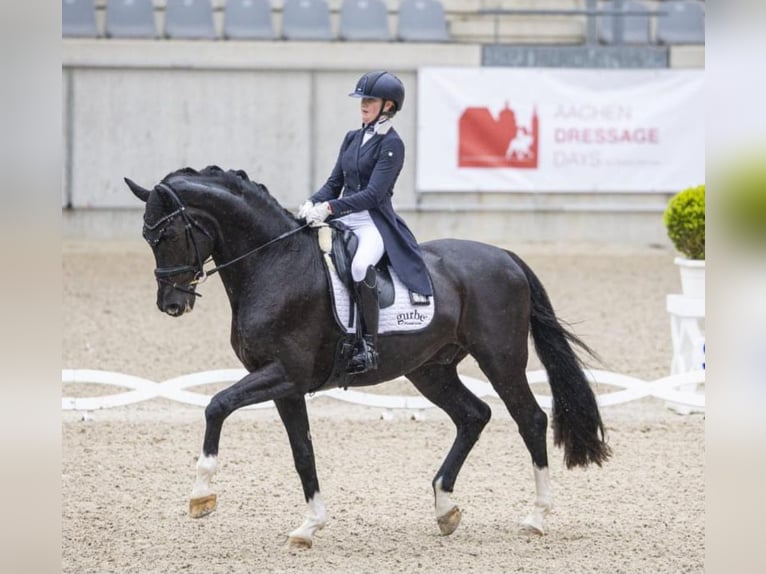 KWPN Wallach 13 Jahre 174 cm Rappe in Beselich