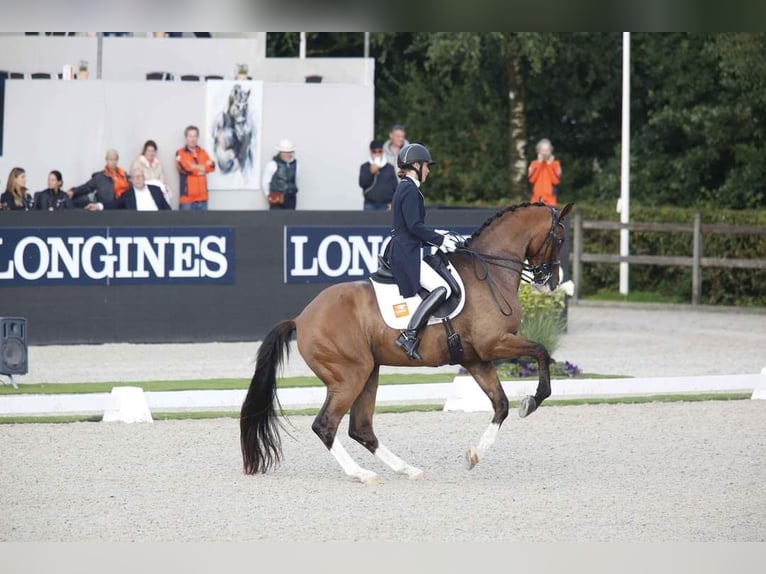 KWPN Wallach 13 Jahre 175 cm Brauner in Bedburg-Hau