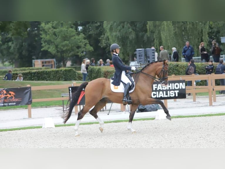 KWPN Wallach 13 Jahre 175 cm Brauner in Bedburg-Hau