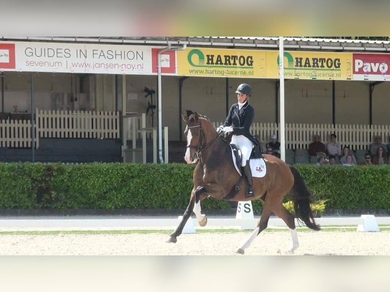 KWPN Wallach 13 Jahre 175 cm Brauner in Bedburg-Hau