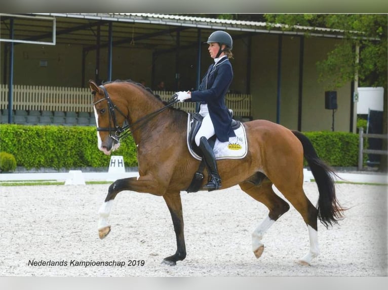 KWPN Wallach 13 Jahre 175 cm Brauner in Bedburg-Hau