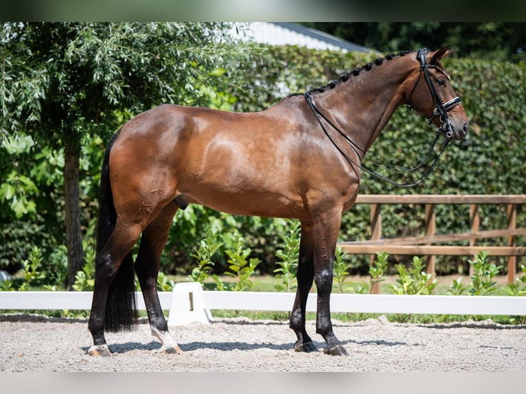 KWPN Wallach 13 Jahre 175 cm Brauner in Susteren