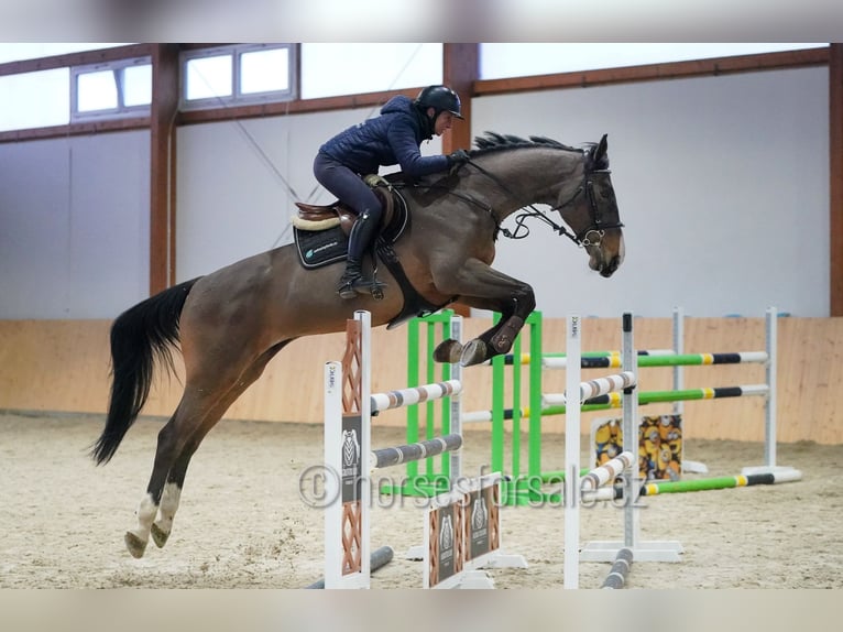 KWPN Wallach 13 Jahre 175 cm Brauner in Region Prag