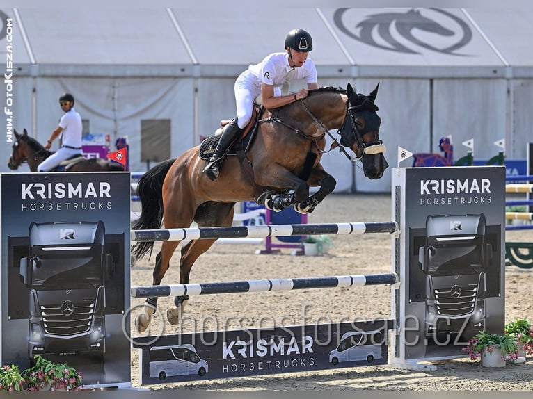 KWPN Wallach 13 Jahre 175 cm Brauner in Region Prag